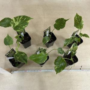 観葉植物 モンステラ デリシオサ エレクトロラ...の詳細画像5