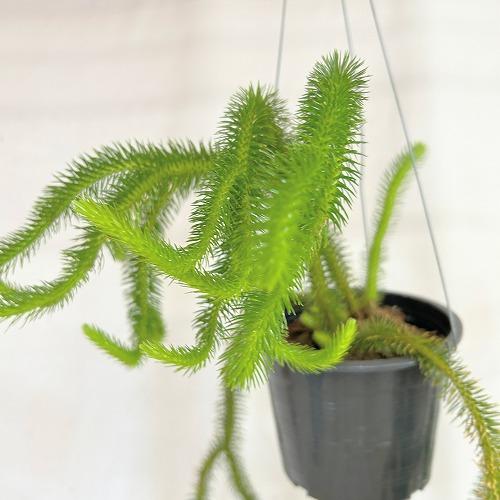 観葉植物　フペルジア スクアローサ 4.5号吊り具付き(個体おまかせ1鉢)　インテリア 室内 おしゃ...