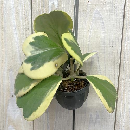 観葉植物　ホヤ カーリー 斑入り 2号吊り鉢(個体おまかせ1鉢)　インテリア 室内 おしゃれ 可愛い...