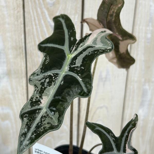 【葉傷みあり】【個体B】アロカシア ノビリス 斑入り 3号ロング鉢(現品)　観葉植物 インテリア 室...