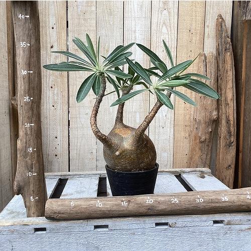 塊根植物　パキポディウム グラキリス 4号鉢(現品)　インテリア 室内 おしゃれ 可愛い かわいい