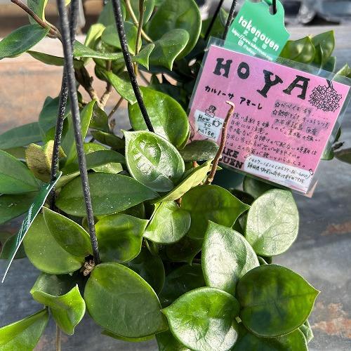 観葉植物　ホヤ アモーレ 5号吊り鉢(個体おまかせ1鉢)　インテリア 室内 おしゃれ 可愛い かわい...
