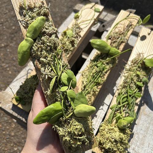 観葉植物　ディスキディア major(メジャー/マヨール) 板付け(個体おまかせ1鉢)　インテリア ...