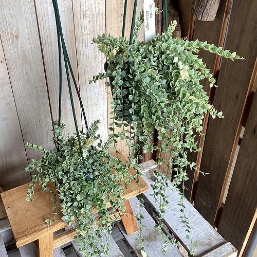 観葉植物　斑入りディスキディア ミリオンハートバリエガータ 3.5号スリット吊り鉢(個体おまかせ1鉢...