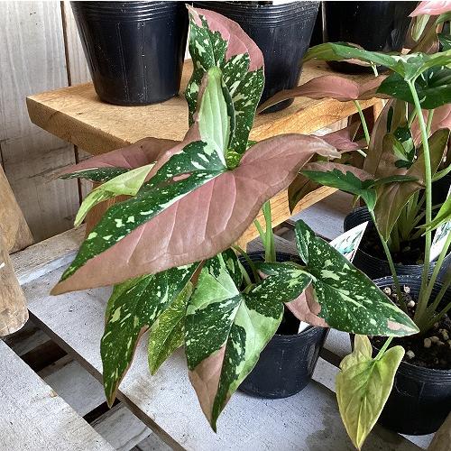 観葉植物　シンゴニウム トリカラー 3号ポット(個体おまかせ1鉢)　インテリア 室内 おしゃれ 可愛...