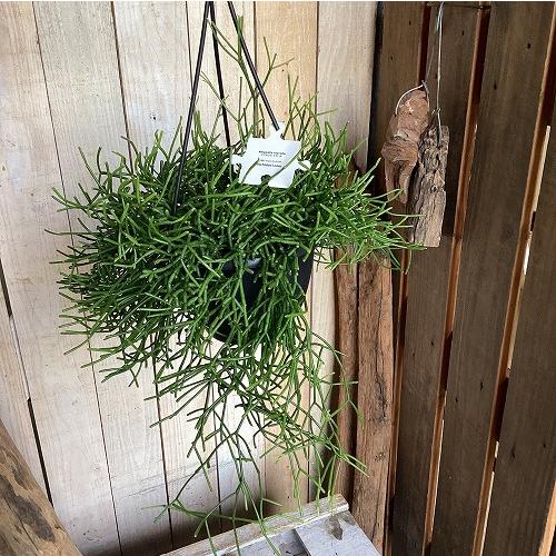 観葉植物　リプサリス クラバタ(クラバータ) 5号吊り鉢(個体おまかせ1鉢)　インテリア 室内 おし...