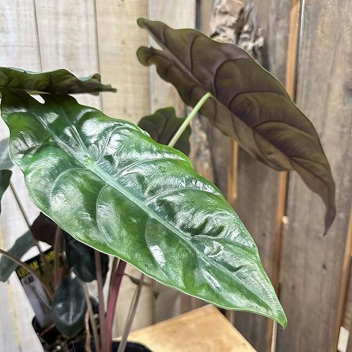 観葉植物　アロカシア シャンティエリ 3号ロング角鉢(個体おまかせ1鉢)　インテリア 室内 おしゃれ...