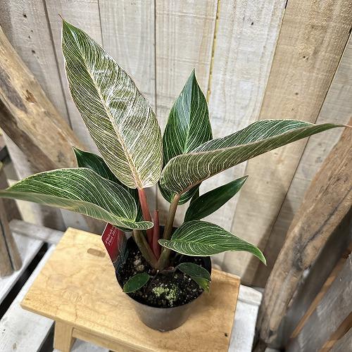 観葉植物　フィロデンドロン ピンクバーキン(PVP出願品種) 4号硬質ポット(個体おまかせ1鉢)　イ...