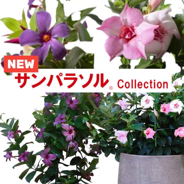 【予約販売】2026年新品種 サントリーフラワーズ サンパラソル(R) ブルーフォリア/ロゼ・ダブル...