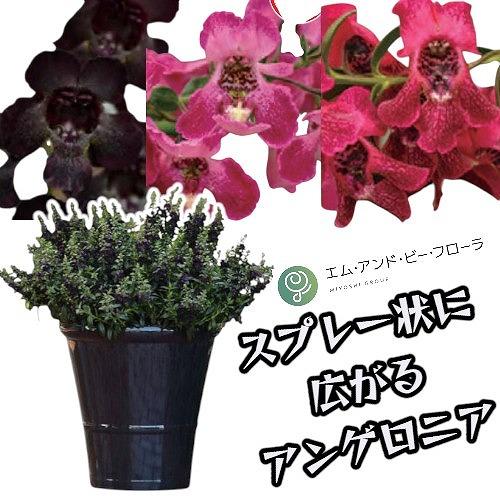 【予約販売】花苗 M&amp;B FLORA スプレー状に広がるアンゲロニア ブラック(PVP)/オーキッド...