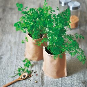 栽培キット キッチン 便利 プレゼント 育てるスープ