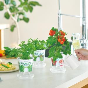 栽培キット 野菜 キッチン プレゼント フレッシュフィール