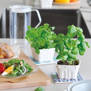 プレゼント 栽培セット ハーブ 家庭菜園 サラディアグリーン