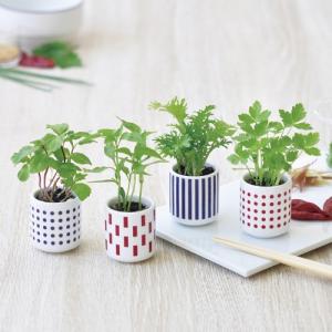聖新陶芸 おちょこで 薬味栽培セット プレゼント 家庭菜園