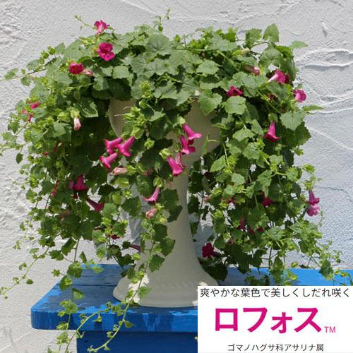 サントリーフラワーズ ロフォス グランデ 10.5cmポット(ローズ/ホワイト) 個体おまかせ1ポッ...