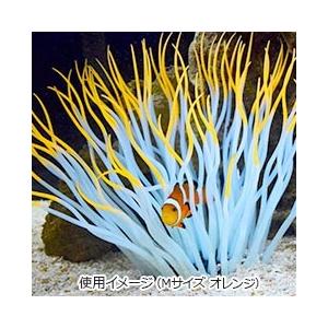 カクレクマノミ ペット用品 生き物 の商品一覧 通販 Yahoo ショッピング