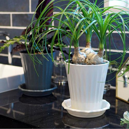 鉢皿 アップル　スタイルプレート 6号 プレート 鉢受皿 オシャレ 可愛い