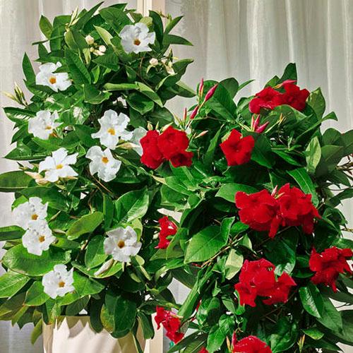 サントリーフラワーズ クライミングサンパラソル 大輪 10.5cmポット(レッド／ホワイト／ピーチオ...