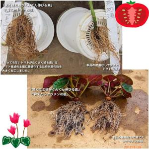 土壌改良 驚くほど根がぐんぐん伸びる素 500...の詳細画像2