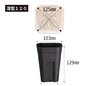 アガベ プレステラ 深型 120型 5個組 ハ...の詳細画像3