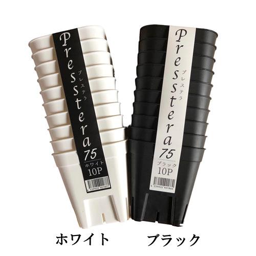 アガベ　プレステラ　75型　10個組　ハオルチア 育苗 ポット 鉢