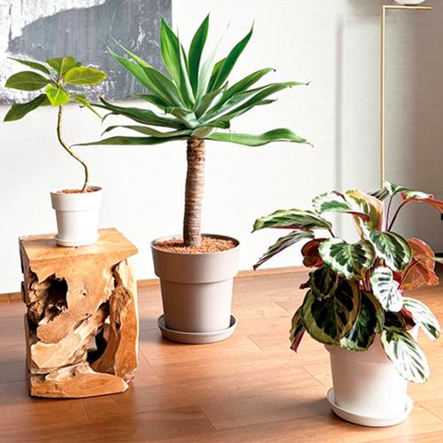 鉢受け皿　アイコンプレート 24型用　プレート 鉢皿 水やり アイコンポット