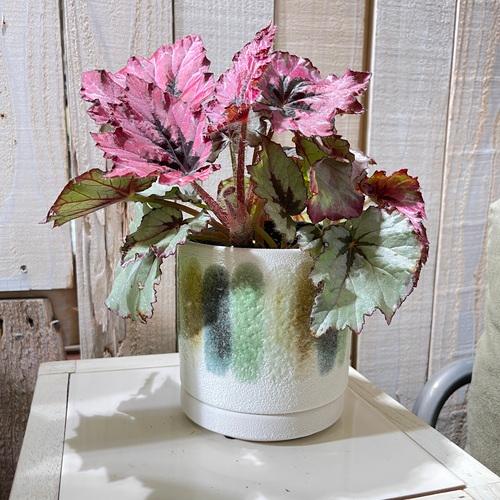 鉢　釉薬グラデーションポット(皿付き)3.5号　プランター 可愛い　カワイイ オシャレ 観葉植物