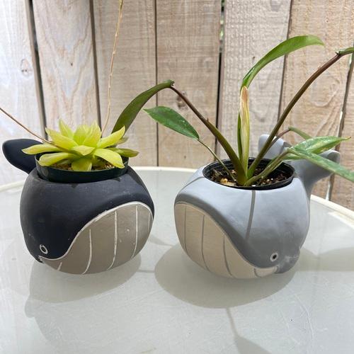 鉢　プランター　クジラポット　くじら 個性的 インテリア 観葉植物