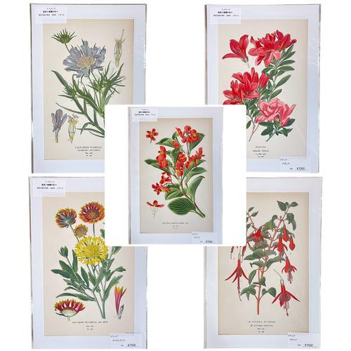 絵　植物　ボタニカルイラストレーション Fine art print of botanicalill...