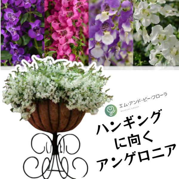 【予約販売】花苗 M&amp;B FLORA ハンギングに向くアンゲロニア ダークパープル/ピンク/ブルーバ...
