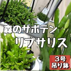 多肉植物 インテリア 耐陰性 育てやすい オシャレ リプサリス 3号吊り