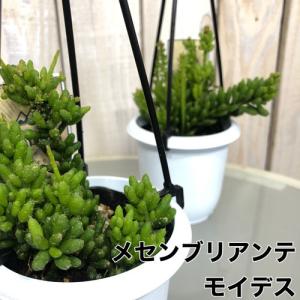 多肉植物 インテリア 耐陰性 育てやすい オシ...の詳細画像1
