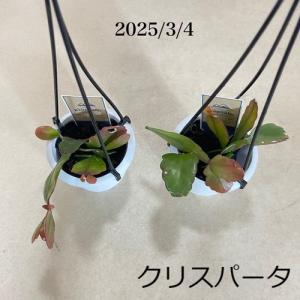 多肉植物 インテリア 耐陰性 育てやすい オシ...の詳細画像2