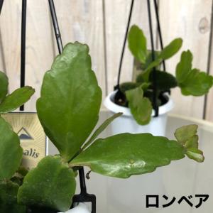 多肉植物 インテリア 耐陰性 育てやすい オシ...の詳細画像3