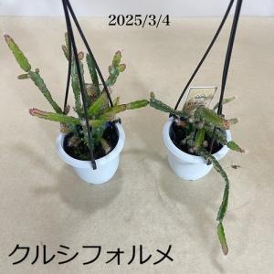 多肉植物 インテリア 耐陰性 育てやすい オシ...の詳細画像4