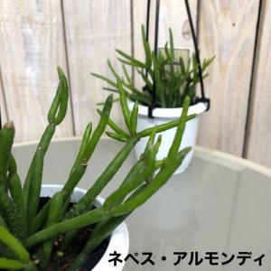 多肉植物 インテリア 耐陰性 育てやすい オシ...の詳細画像5