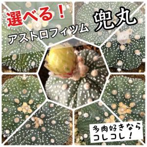 サボテン 選べる兜丸(アストロフィツム アステリ...の商品画像