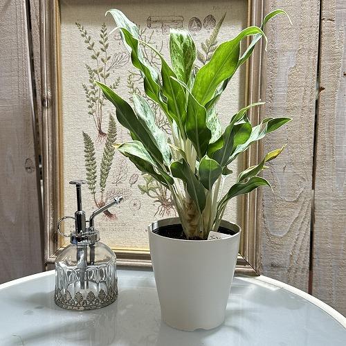 観葉植物　アグラオネマ 4号ロング　おまかせ1鉢　インテリア オシャレ 可愛い かわいい 室内