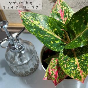 観葉植物 アグラオネマ 4号ロング おまかせ1...の詳細画像5