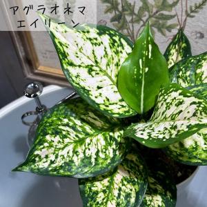 観葉植物 アグラオネマ 4号ロング おまかせ1...の詳細画像1