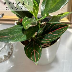 観葉植物 アグラオネマ 4号ロング おまかせ1...の詳細画像2