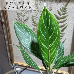 観葉植物 アグラオネマ 4号ロング おまかせ1...の詳細画像3