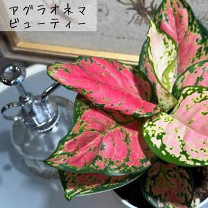 観葉植物 アグラオネマ 4号ロング おまかせ1...の詳細画像4