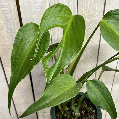 注目　モンステラ バールマルクスフレーム 成長株 5号鉢(現品)　インテリアグリーン 室内園芸 おし...