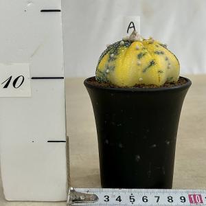 斑入りサボテン 兜丸錦(アストロフィツム アス...の詳細画像1