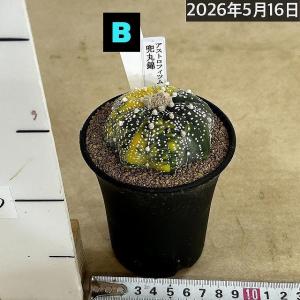斑入りサボテン 兜丸錦(アストロフィツム アス...の詳細画像3