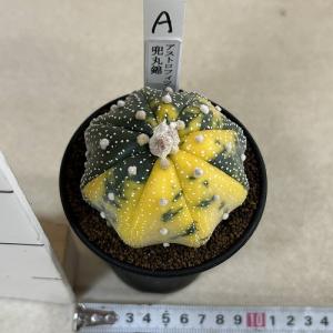 斑入りサボテン 兜丸錦(アストロフィツム アス...の詳細画像2