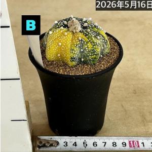 斑入りサボテン 兜丸錦(アストロフィツム アス...の詳細画像4