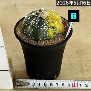 斑入りサボテン 兜丸錦(アストロフィツム アス...の詳細画像5