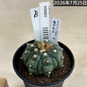 サボテン 亀甲兜丸(アストロフィツム アステリ...の詳細画像1